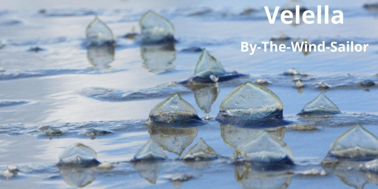 By-the-Wind-Sailor Velella