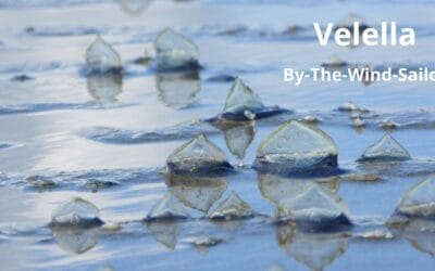 Home 5 By-the-Wind-Sailor Velella
