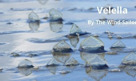 By-the-Wind-Sailor Velella