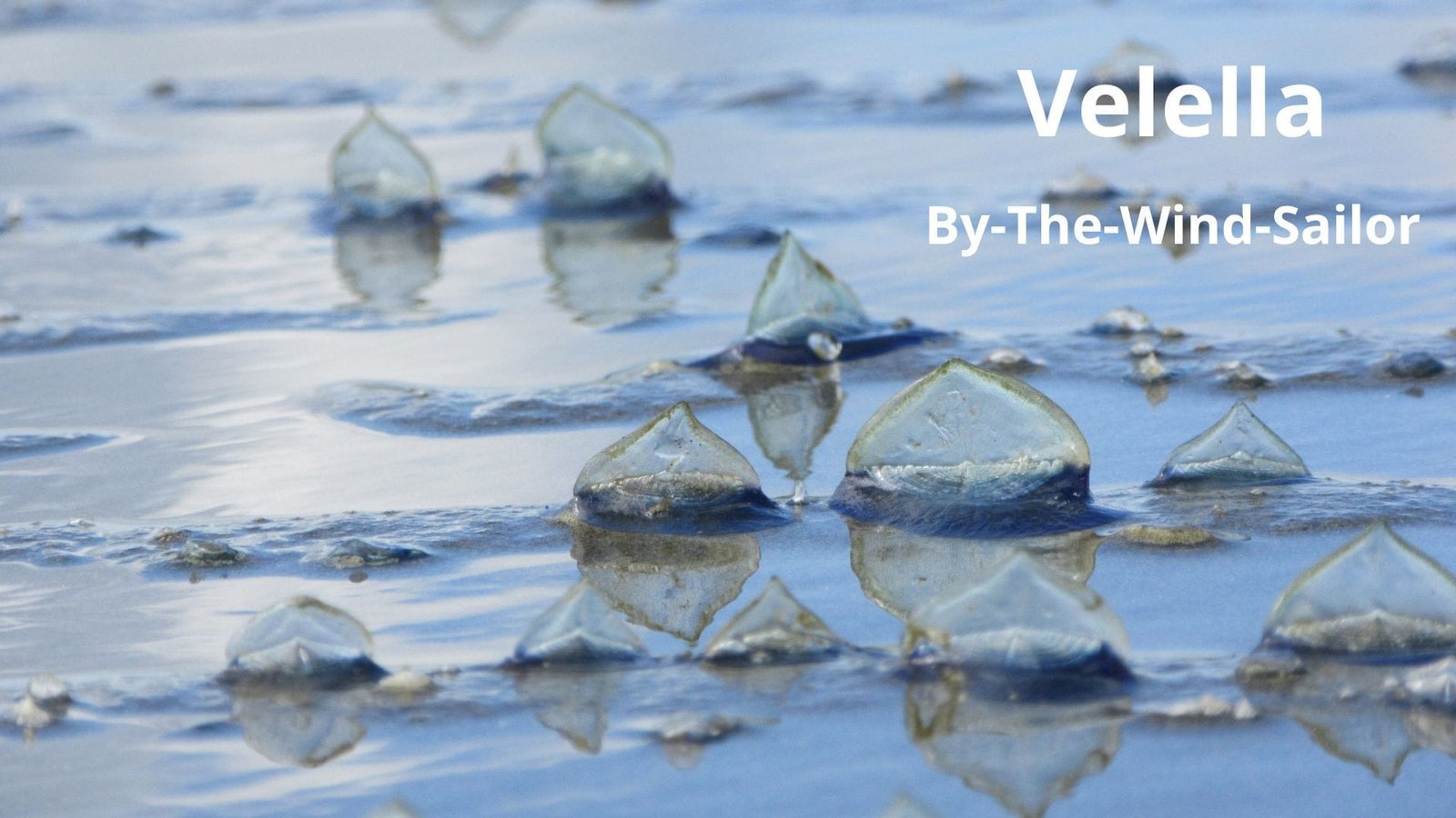 by-the-wind-sailor velella
