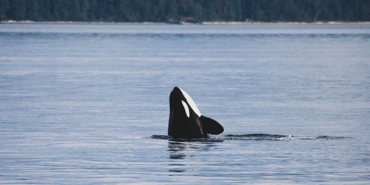 Why Iberian Orcas Attacking Boats?