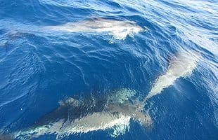Dolphins alongside the Bavaria 31 in the Bay of Biscay Dolphins alongside the Bavaria 31 in the Bay of Biscay