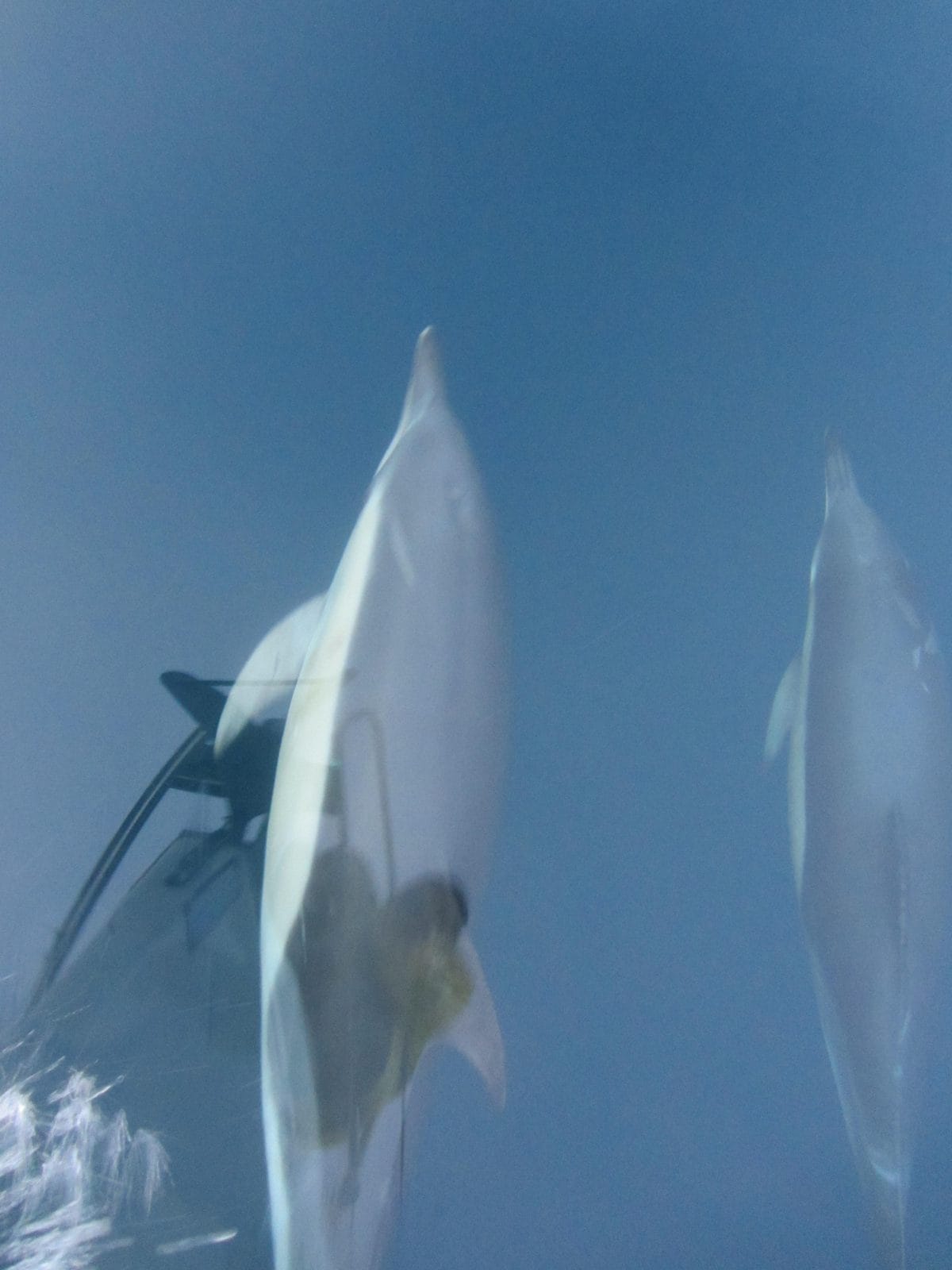 Dolphin swimming under the bow of the Bavaria 31 on the delivery passage to Palma