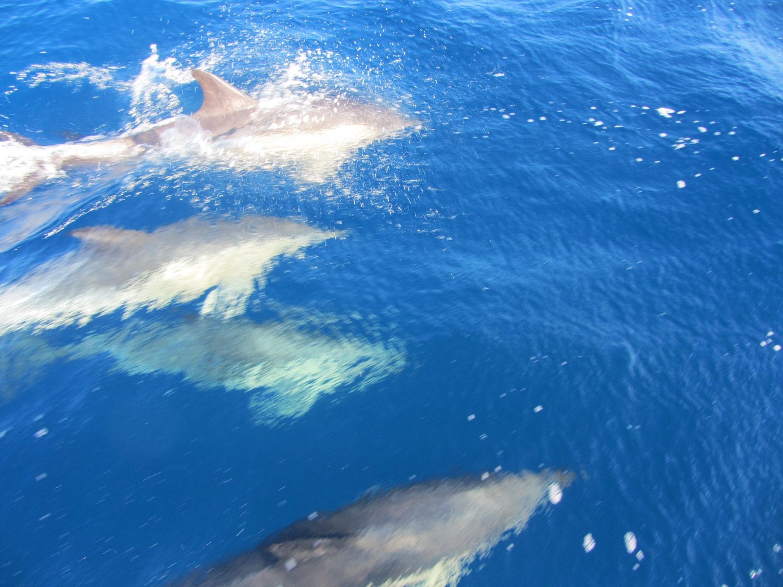 Dolphins riding the bow wave of the Bavaria 31 during the yacht delivery across the Bay of Biscay